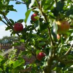 Growing Apples in Cumbria – 27 Feb. 2019