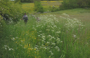 Flowery Footpath to Scale Beck