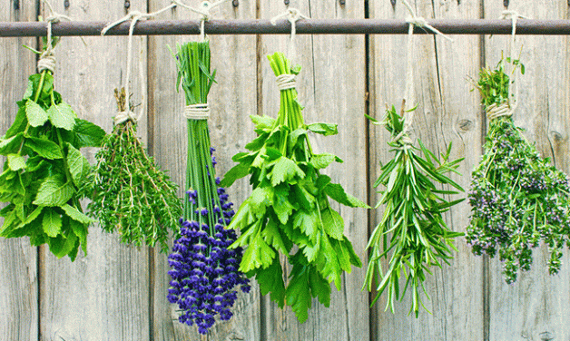 Some culinary herbs.